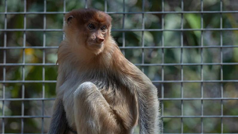Especialistas alertam para tráfico após macaco de Borneo encontrado na Tailândia