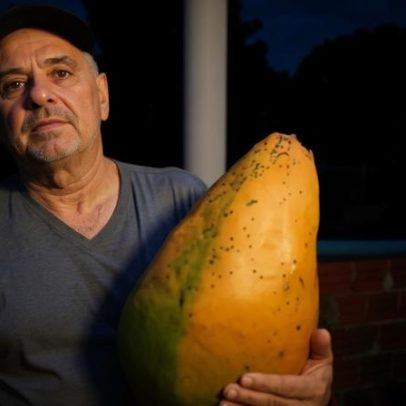 Produtor rural colhe mamão de 10 kg e impressiona