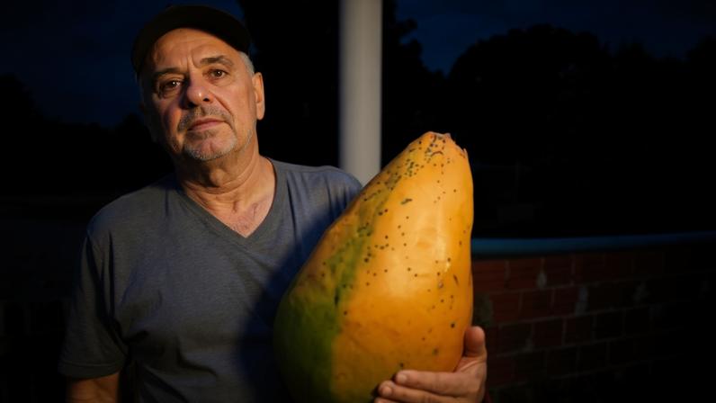 Foto colorida de produtor rurar segundao mamão de 10 kg - Metrópoles