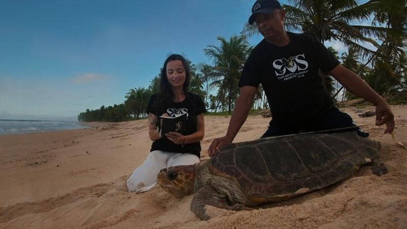 Um dos selecionados é o Projeto Tamar, que atua há décadas na proteção das tartarugas marinhas em áreas costeiras | Divulgação/Projeto Tamar