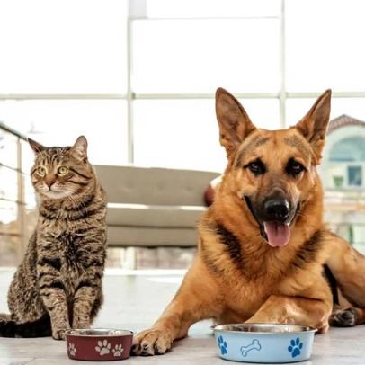 Proteína para pets: importância do nutriente na dieta animal