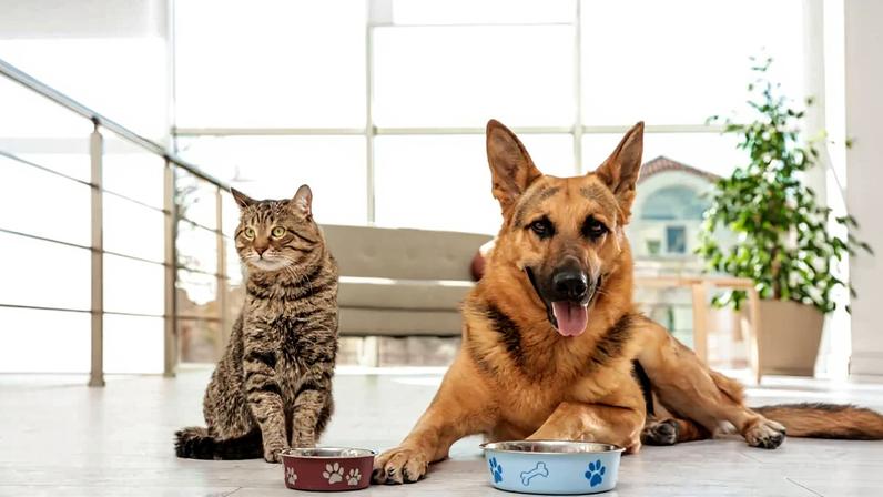 A qualidade da proteína influencia diretamente a saúde e o bem-estar dos pets