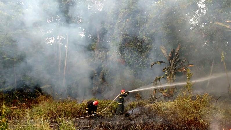 Bombeiros em ação em floresta tropical, com EPIs e mangueiras, durante combate a incêndio florestal