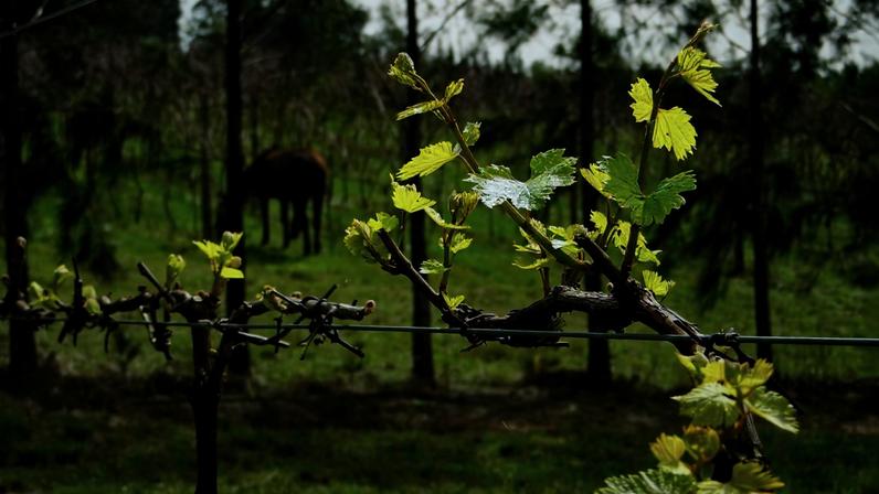 Paisagem rural na Campanha Gaúcha, com vinhedo e cavalo ao fundo