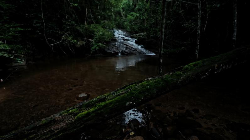 Trilha em floresta de Mata Atlântica na serra capixaba. Crédito: IEMA.
