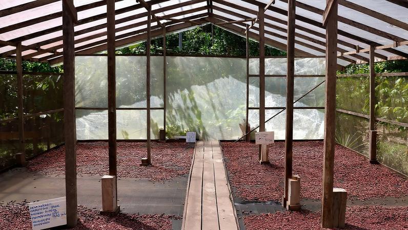 Semente de cacau da fábrica de chocolate Filha do Combu, a casa do chocolate da Dona Nena (Izete Costa), na Ilha do Combu, região metropolitana de Belém. Foto: Tânia Rêgo/Agência Brasil