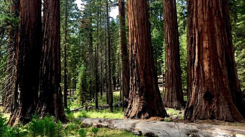 Conservação pode enfrentar epidemia de sofrimento criando cultura de cuidado