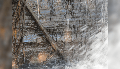 Milhares de peixes sobem cachoeira no Congo, desafiando a gravidade