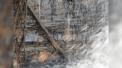 Uma espécie de pequeno peixe foi observada por milhares de pessoas escalando uma cachoeira vertical de 15 metros de altura na República Democrática do Congo, em um comportamento que ilustra as maneiras surpreendentes e engenhosas pelas quais os animais podem se adaptar a ambientes extremos
