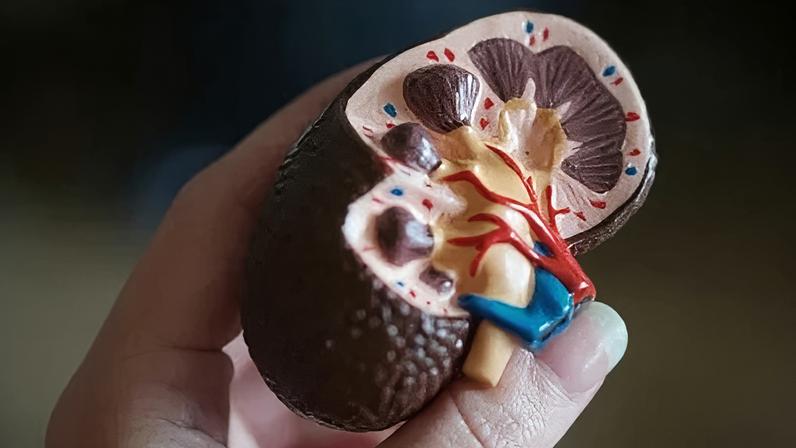 Estima-se que mais de 10% da população mundial tenha algum grau de doença renal crônica