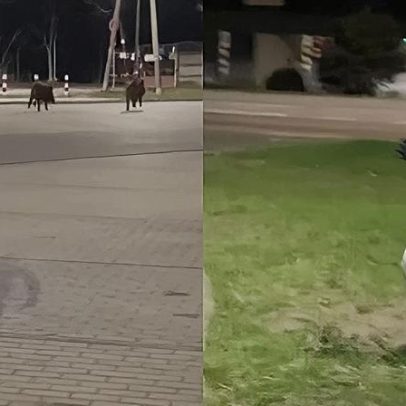 Robot humanoide viraliza perseguindo javalis na Polônia