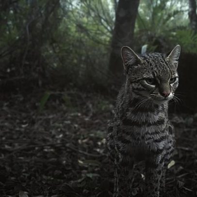 Câmera registra menor felino selvagem do Brasil no Rio Grande do Sul