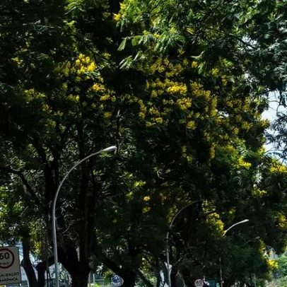 Viver em ruas com mais árvores reduz risco cardiovascular