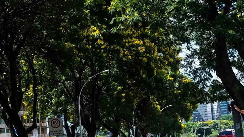 Viver em ruas com mais árvores reduz risco cardiovascular