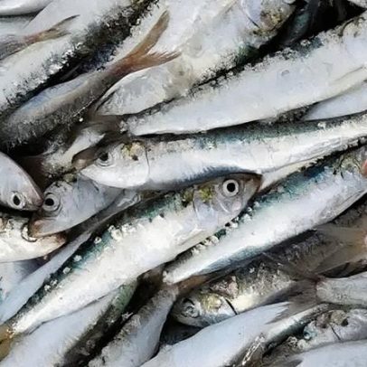 Anvisa determina recolhimento de sardinhas por Salmonella