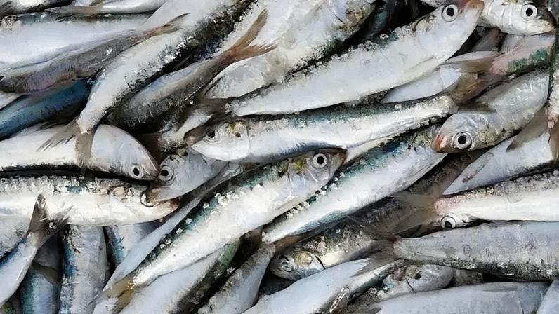 Anvisa: sardinhas da empresa JMS Indústria e Comércio de Pescados são retiradas de circulação após detecção de Salmonella