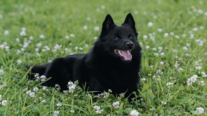 O schipperke é reconhecido por seu comportamento ativo e vigilante