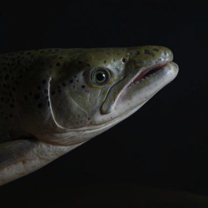 Salmões selvagens expostos à cocaína percorrem o dobro da distância