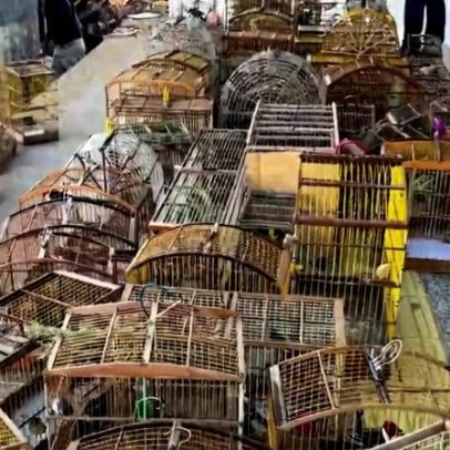 Mais de 500 animais silvestres são resgatados de cativeiros ilegais