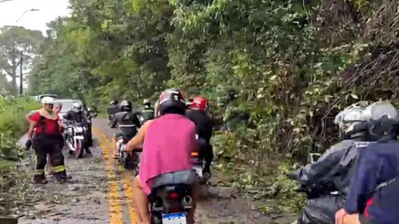 Árvore cai na estrada da Ceasa, em Belém. — Foto: Reprodução / TV Liberal