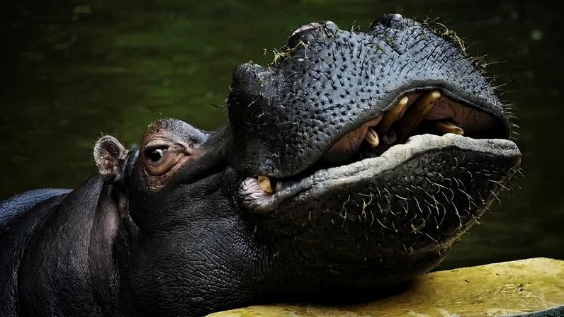 Hipopótamo em zoológico em Colônia, na Alemanha, na terça-feira.