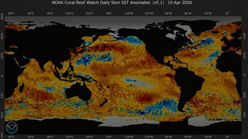 Mapa global mostra anomalias da temperatura da superfície do mar, com predomínio de águas mais quentes em várias regiões — sinal monitorado para o El Niño. — Foto: NOAA Coral Reef Watch
