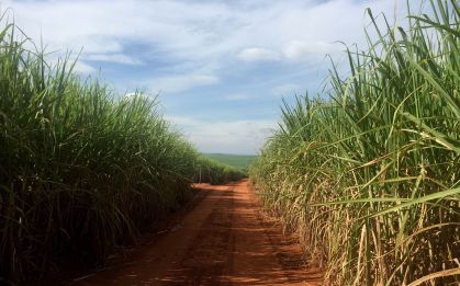 Plantação de cana-de-açúcar no Brasil, matéria-prima para fabricação de etanol