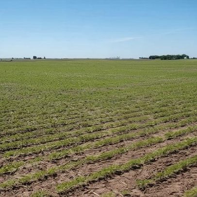 Brasil amplia espaço para a agricultura de baixo carbono