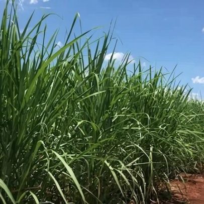 Estiagem e calor reduzem safra de cana em 0,5%