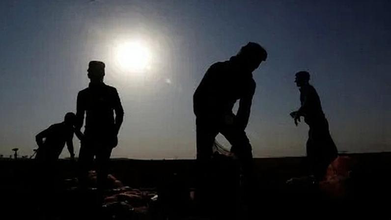 Trabalhadores iraquianos colhem batatas, que foram danificadas por onda de calor, em Mosul