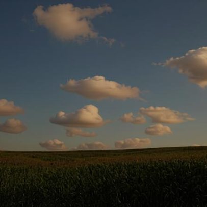Tempo seco ameaça milho tardio, mas favorece colheita de cana