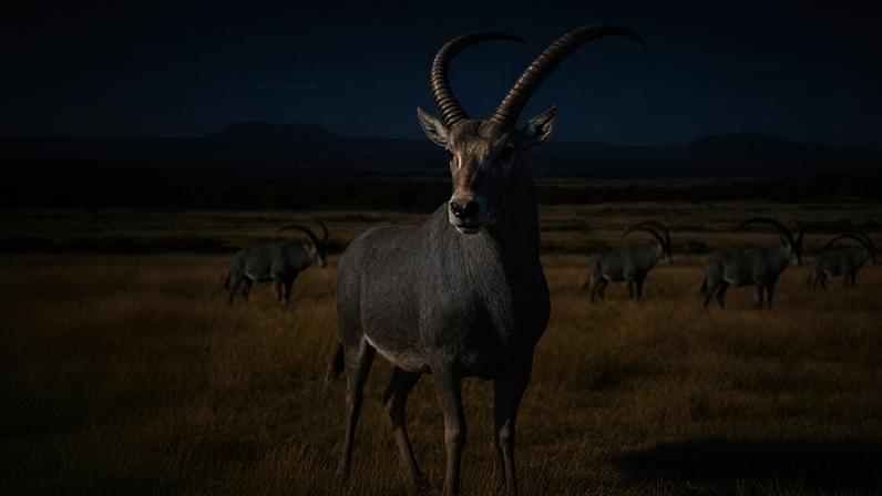 Ilustração do bluebuck, antílope africano extinto no início do século XIX após caça intensiva por colonizadores europeus.