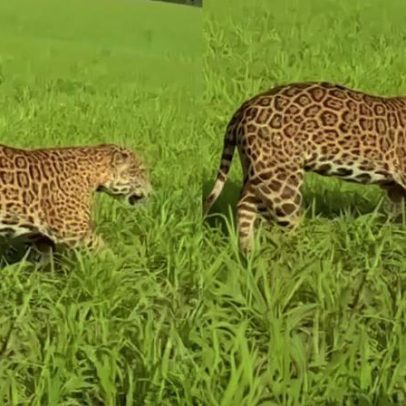 Onça-pintada corre ao lado de fazendeiro