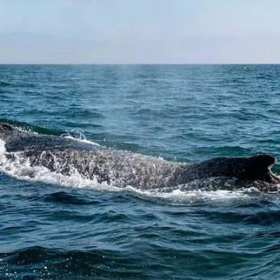 Baleia-jubarte encalhada na Alemanha é resgatada e segue para o mar