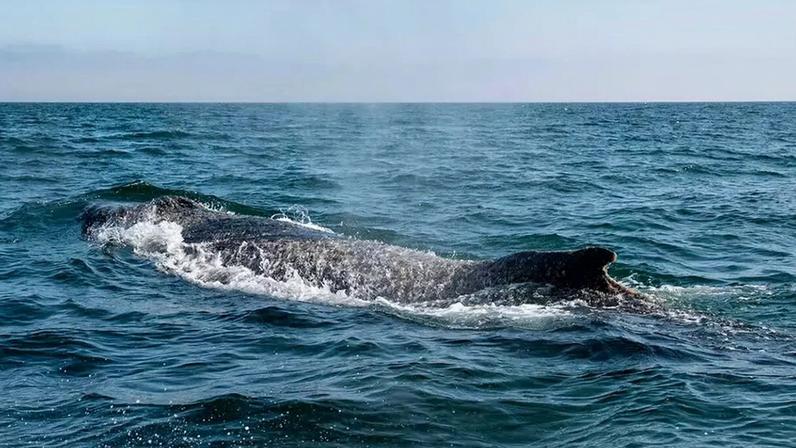 Baleia-jubarte encalhada na Alemanha é resgatada e segue para o mar