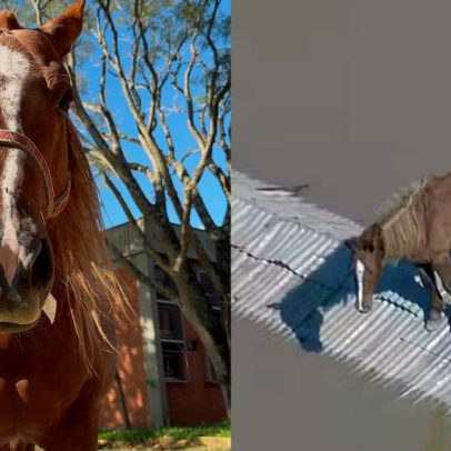 Cavalo Caramelo dois anos após enchentes no RS: estado atual