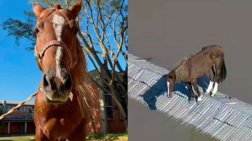 Cavalo Caramelo dois anos após enchentes no RS: estado atual