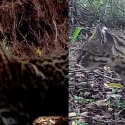 Imagens do menor felino selvagem do Brasil são divulgadas