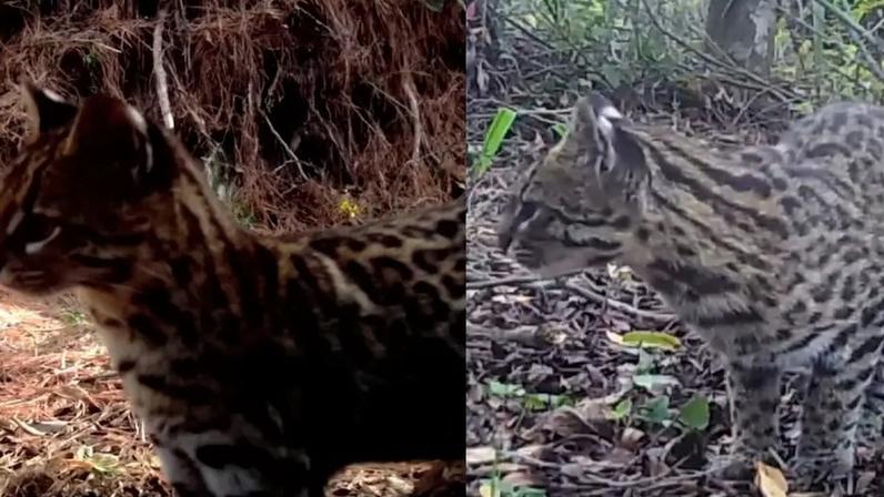 Imagens do menor felino selvagem do Brasil são divulgadas
