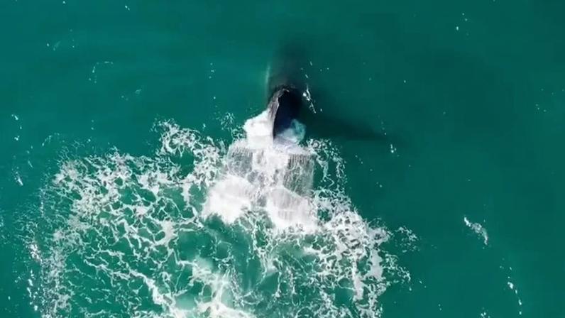 Drone registra saltos de baleia-jubarte no litoral de São Paulo