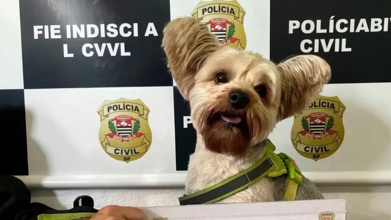 Homem usa disfarce para furtar cão de ex em pet shop de São Paulo