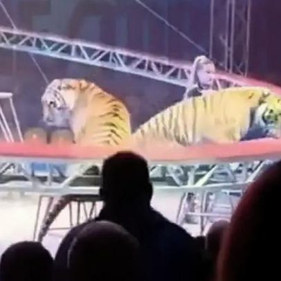 Tigre salta em direção à plateia durante apresentação de circo na Rússia