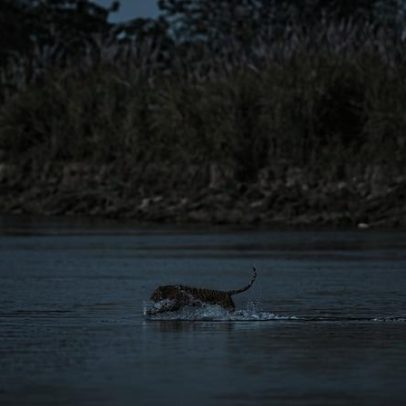 Nepal planeja parque para tigres problemáticos diante de ataques