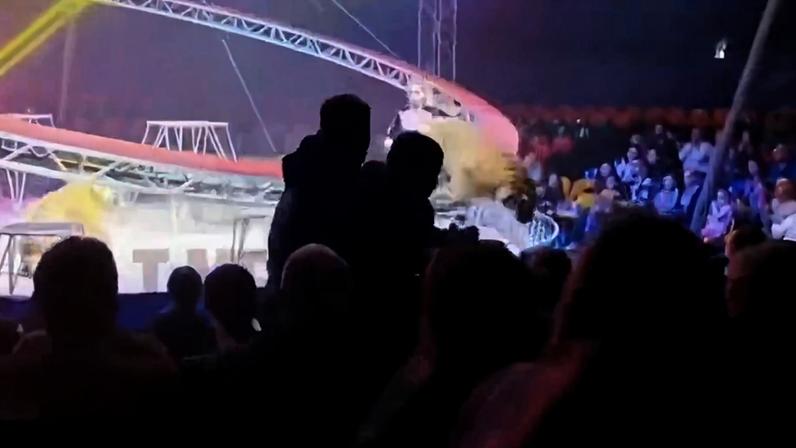 Tigre invade plateia após rede de proteção cair durante espetáculo