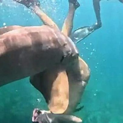 Vídeo mostra advogada mordida por tubarão em Fernando de Noronha