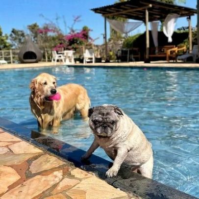 Seis em dez viajantes optam por hotéis pet friendly