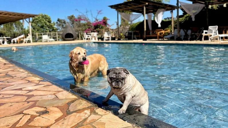 Cães aproveitam da piscina no hotel pet friendly Cabanas Rohsler, em Monte Verde