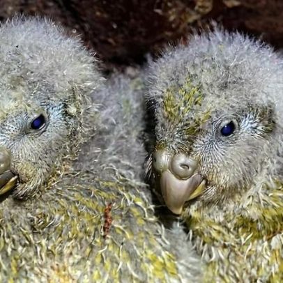 Recorde de temporada de reprodução do kākāpō com 95 filhotes raros