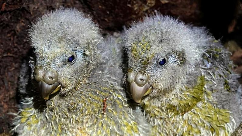 Siblings Tīwhiri-A3 and Tīwhiri-A4 on Pukenui Anchor Island, New Zealand. Image courtesy of Sarah Manktelow/DOC.