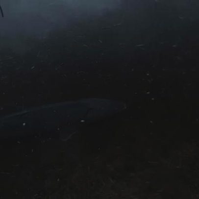 Rio Wisconsin transborda e carrega esturjões para área de estacionamento